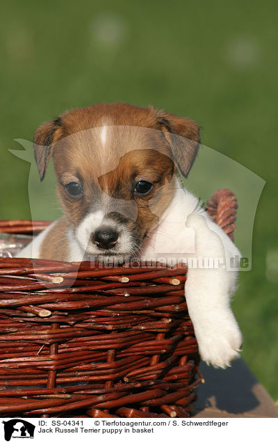 Jack Russell Terrier Welpe im Krbchen / Jack Russell Terrier puppy in basket / SS-04341