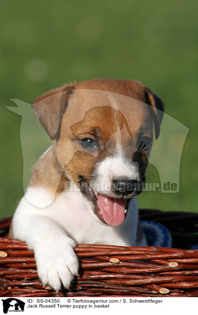 Jack Russell Terrier Welpe im Krbchen / Jack Russell Terrier puppy in basket / SS-04350