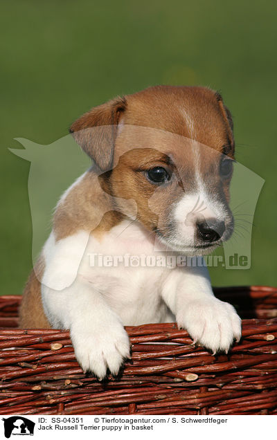 Jack Russell Terrier Welpe im Krbchen / Jack Russell Terrier puppy in basket / SS-04351