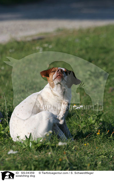 sich juckender Hund / scratching dog / SS-04359