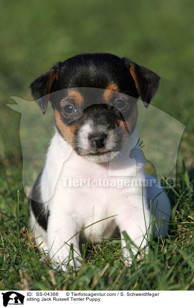 sitzender Jack Russell Terrier Welpe / sitting Jack Russell Terrier Puppy / SS-04366