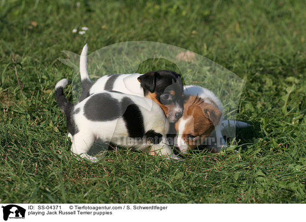 spielende Jack Russell Terrier Welpen / playing Jack Russell Terrier puppies / SS-04371