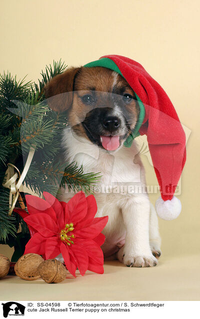 ser Jack Russell Terrier Welpe zu Weihnachten / cute Jack Russell Terrier puppy on christmas / SS-04598