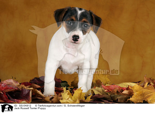 Jack Russell Terrier Welpe / Jack Russell Terrier Puppy / SS-04812