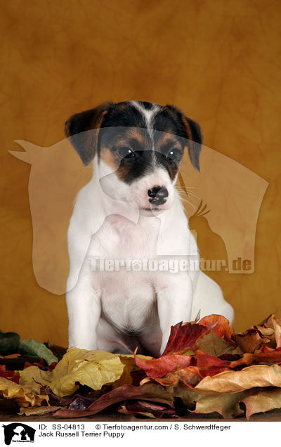 Jack Russell Terrier Welpe / Jack Russell Terrier Puppy / SS-04813