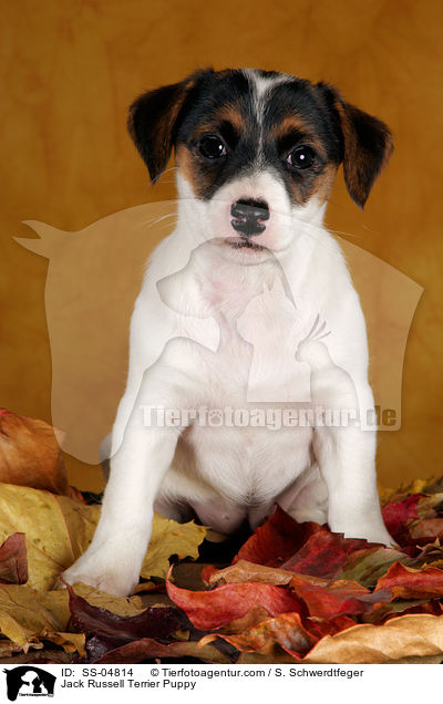 Jack Russell Terrier Welpe / Jack Russell Terrier Puppy / SS-04814