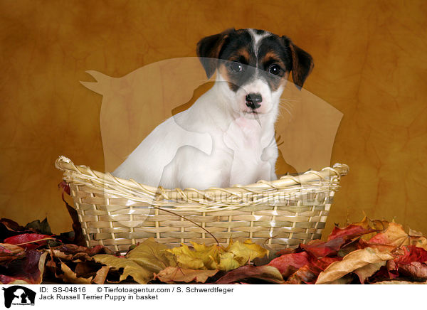 Jack Russell Terrier Welpe im Krbchen / Jack Russell Terrier Puppy in basket / SS-04816
