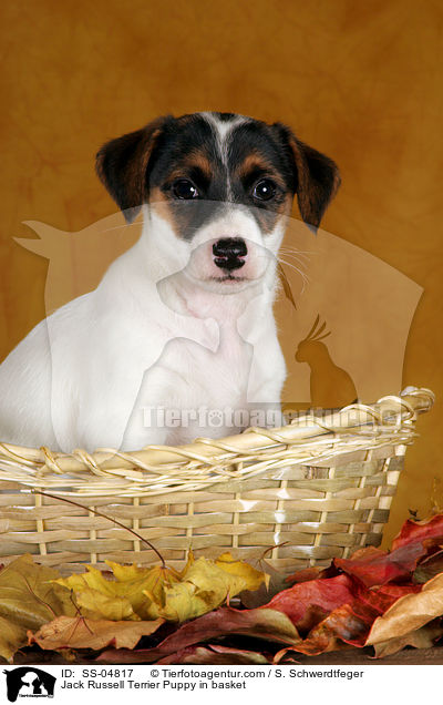 Jack Russell Terrier Welpe im Krbchen / Jack Russell Terrier Puppy in basket / SS-04817