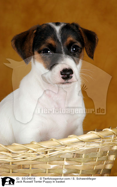 Jack Russell Terrier Welpe im Krbchen / Jack Russell Terrier Puppy in basket / SS-04818