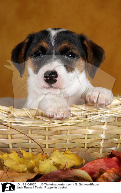 Jack Russell Terrier Welpe im Krbchen / Jack Russell Terrier Puppy in basket / SS-04820