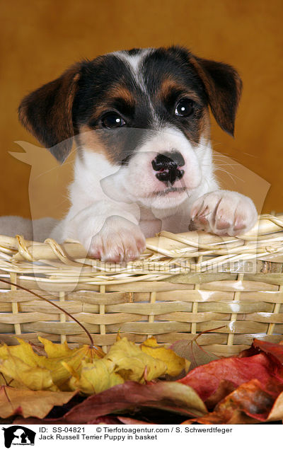 Jack Russell Terrier Welpe im Krbchen / Jack Russell Terrier Puppy in basket / SS-04821