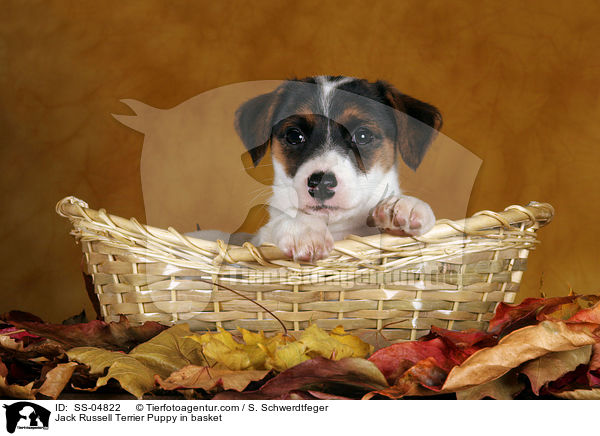 Jack Russell Terrier Welpe im Krbchen / Jack Russell Terrier Puppy in basket / SS-04822
