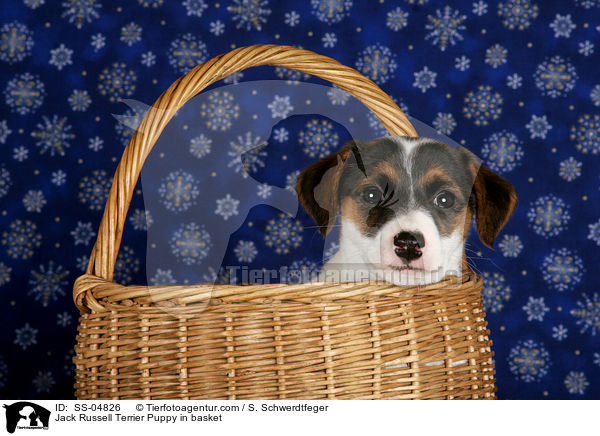 Jack Russell Terrier Welpe im Krbchen / Jack Russell Terrier Puppy in basket / SS-04826
