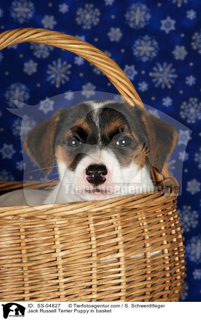 Jack Russell Terrier Welpe im Krbchen / Jack Russell Terrier Puppy in basket / SS-04827