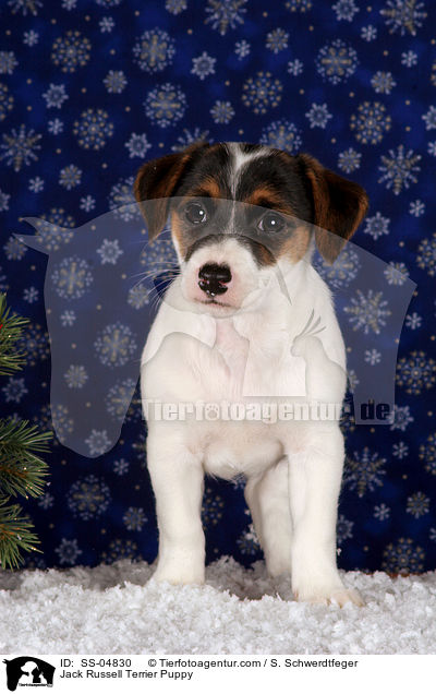 Jack Russell Terrier Welpe / Jack Russell Terrier Puppy / SS-04830