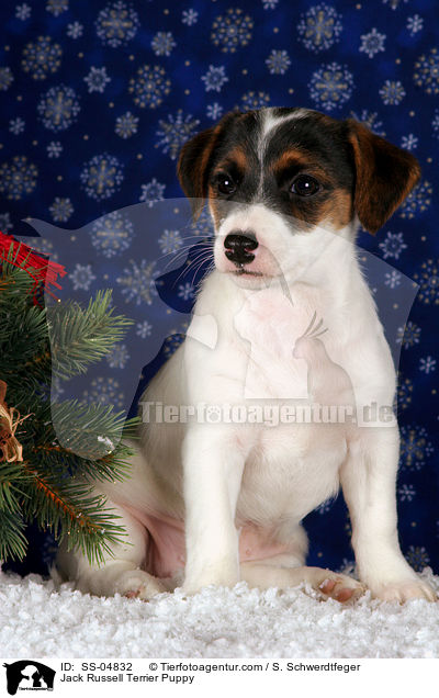 Jack Russell Terrier Welpe / Jack Russell Terrier Puppy / SS-04832