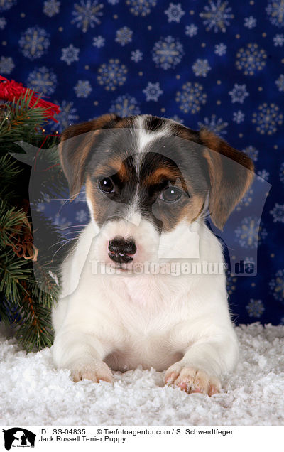 Jack Russell Terrier Welpe / Jack Russell Terrier Puppy / SS-04835