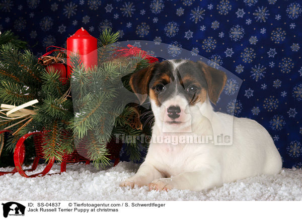 Jack Russell Terrier Welpe zu Weihnachten / Jack Russell Terrier Puppy at christmas / SS-04837