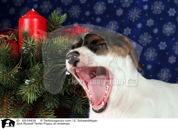 Jack Russell Terrier Welpe zu Weihnachten / Jack Russell Terrier Puppy at christmas / SS-04839