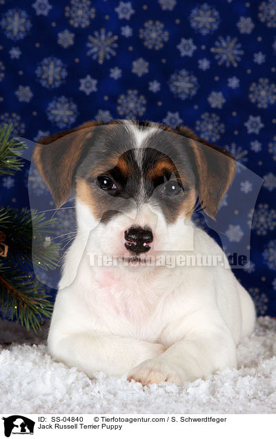 Jack Russell Terrier Welpe / Jack Russell Terrier Puppy / SS-04840