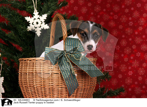 Jack Russell Terrier Welpe im Krbchen / Jack Russell Terrier puppy in basket / SS-04863