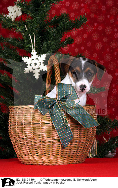 Jack Russell Terrier Welpe im Krbchen / Jack Russell Terrier puppy in basket / SS-04864