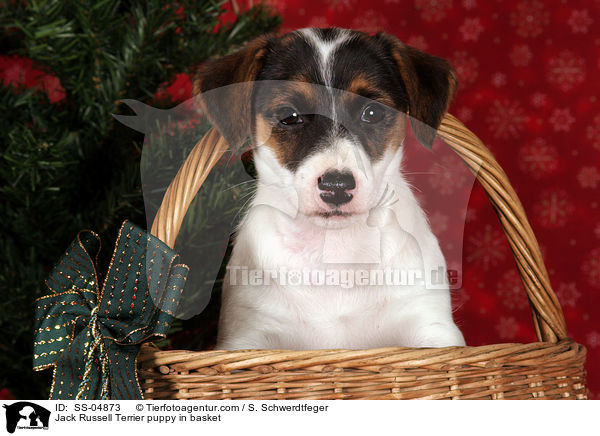 Jack Russell Terrier Welpe im Krbchen / Jack Russell Terrier puppy in basket / SS-04873