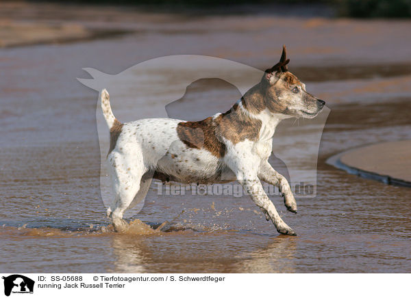rennender Jack Russell Terrier / running Jack Russell Terrier / SS-05688