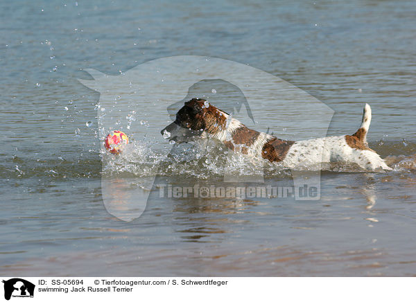 schwimmender Jack Russell Terrier / swimming Jack Russell Terrier / SS-05694