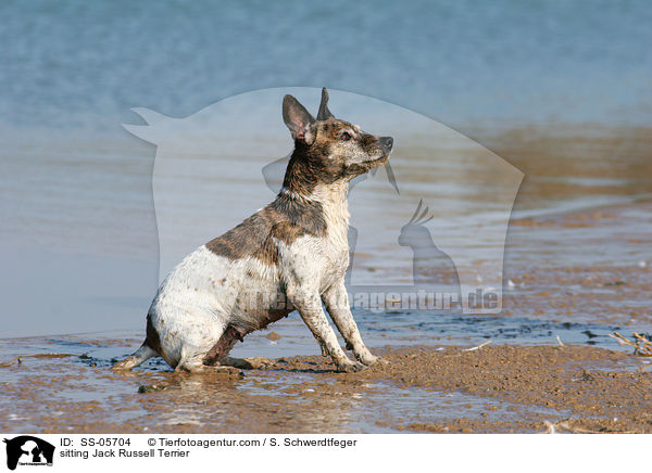 sitting Jack Russell Terrier / SS-05704