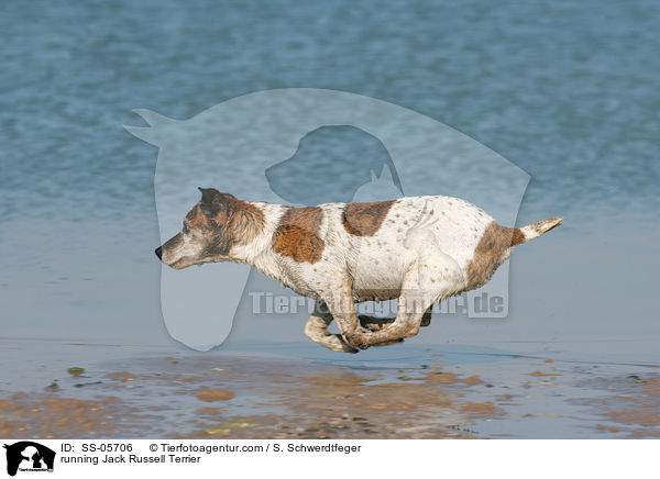 rennender Jack Russell Terrier / running Jack Russell Terrier / SS-05706