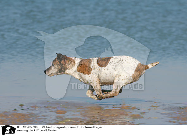 running Jack Russell Terrier / SS-05706