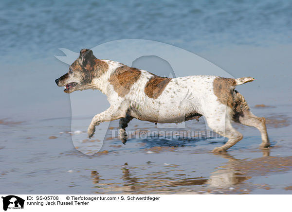 rennender Jack Russell Terrier / running Jack Russell Terrier / SS-05708