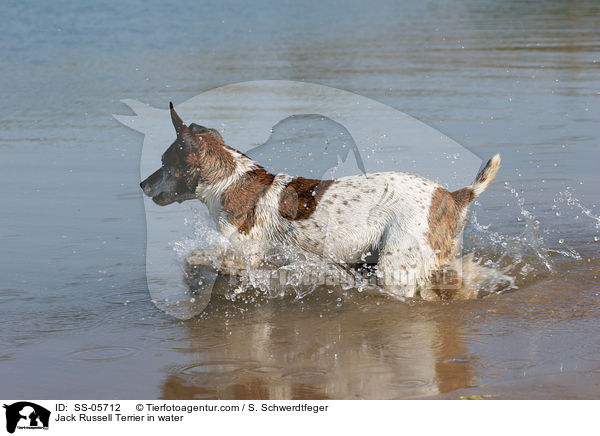 Jack Russell Terrier plantscht im Wasser / Jack Russell Terrier in water / SS-05712