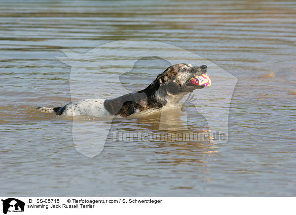 schwimmender Jack Russell Terrier / swimming Jack Russell Terrier / SS-05715