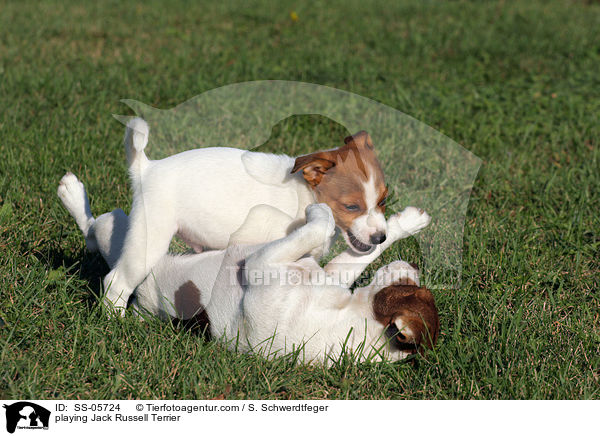 spielende Jack Russell Terrier / playing Jack Russell Terrier / SS-05724