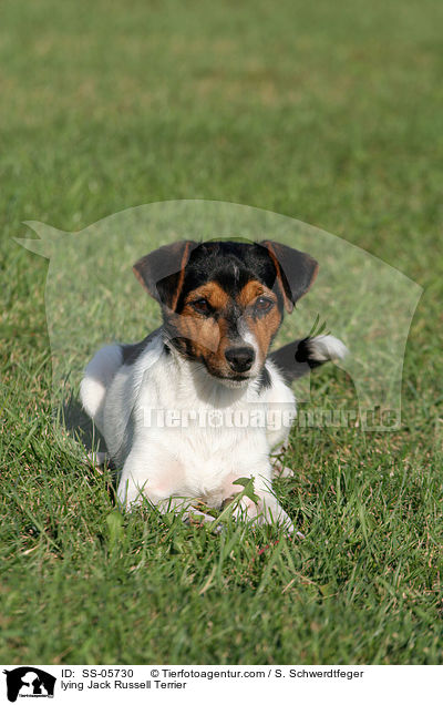 liegender Jack Russell Terrier / lying Jack Russell Terrier / SS-05730