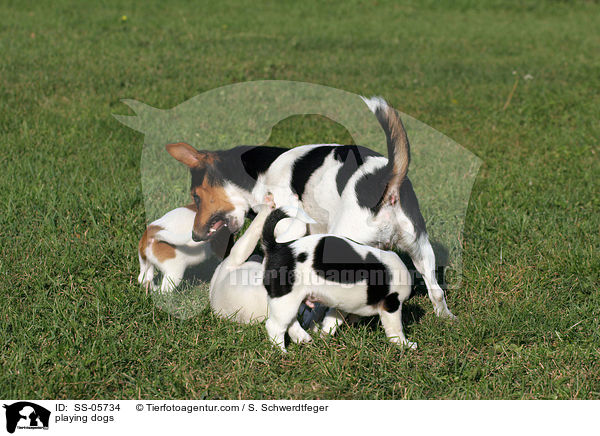 spielende Hunde / playing dogs / SS-05734