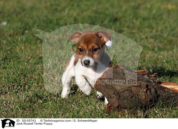 Jack Russell Terrier Welpe / Jack Russell Terrier Puppy / SS-05743