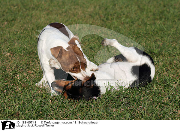 spielende Jack Russell Terrier / playing Jack Russell Terrier / SS-05748