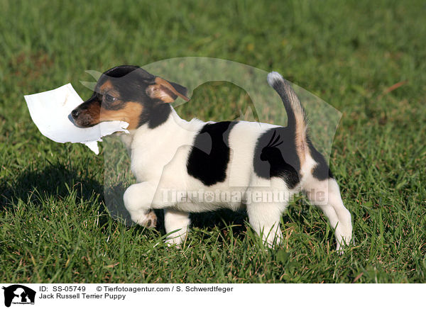 Jack Russell Terrier Welpe / Jack Russell Terrier Puppy / SS-05749