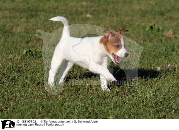 rennender Jack Russell Terrier Welpe / running Jack Russell Terrier puppy / SS-05752