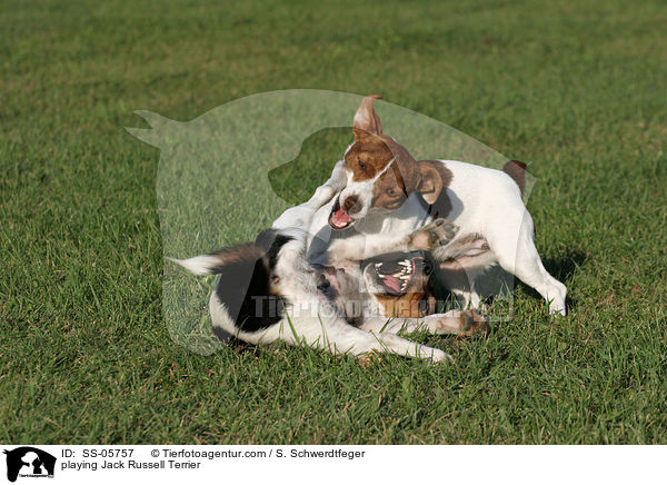 spielende Jack Russell Terrier / playing Jack Russell Terrier / SS-05757