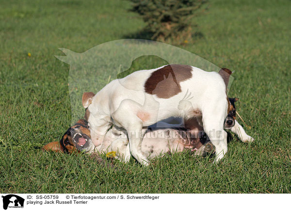 spielende Jack Russell Terrier / playing Jack Russell Terrier / SS-05759