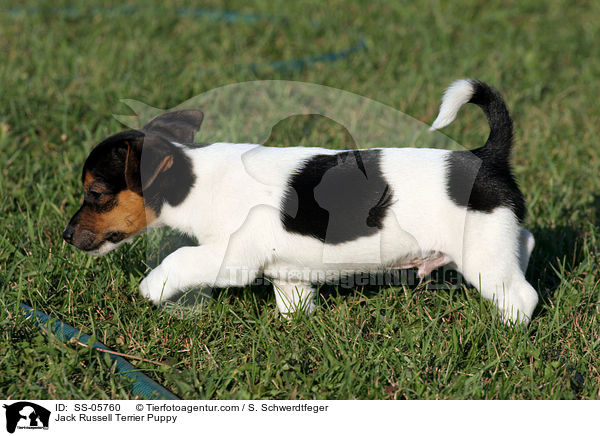 Jack Russell Terrier Welpe / Jack Russell Terrier Puppy / SS-05760