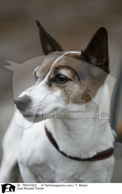 Jack Russell Terrier / Jack Russell Terrier / TR-01002