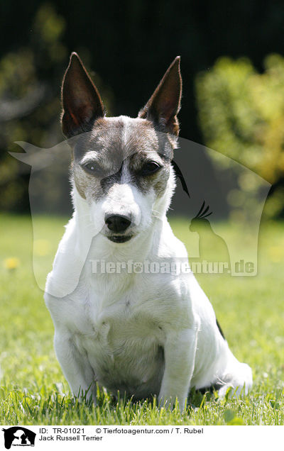 Jack Russell Terrier / Jack Russell Terrier / TR-01021