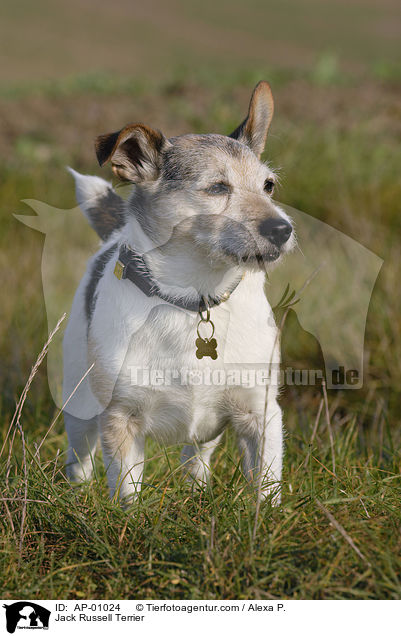 Jack Russell Terrier / Jack Russell Terrier / AP-01024
