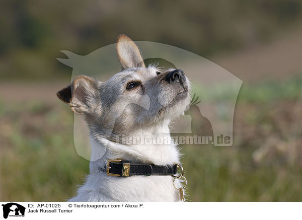 Jack Russell Terrier / Jack Russell Terrier / AP-01025