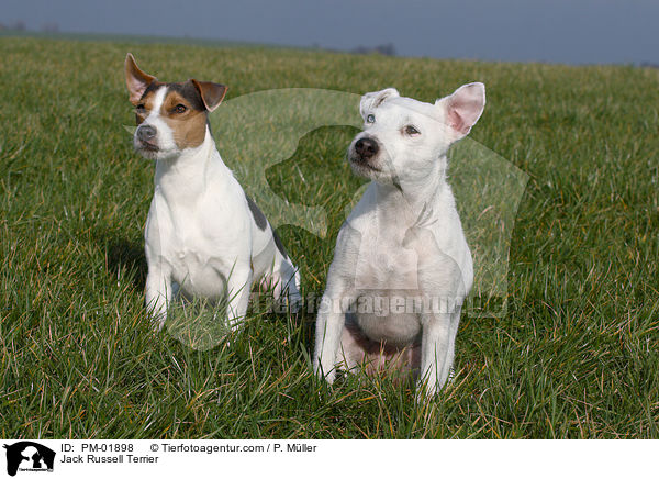 Jack Russell Terrier / Jack Russell Terrier / PM-01898